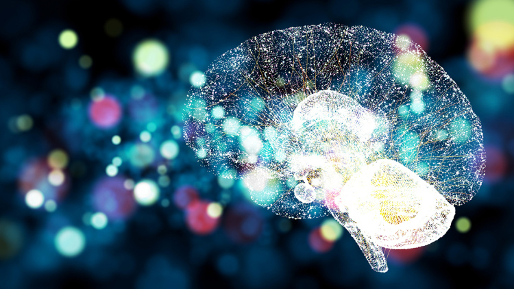 Brain illustration